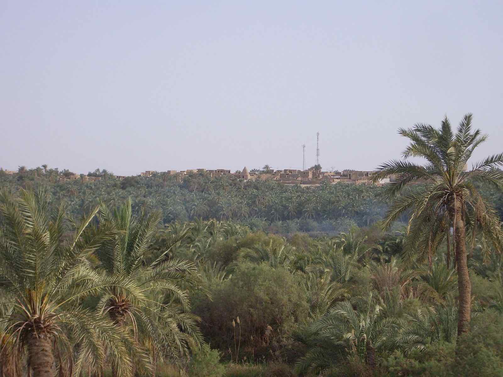 A village glimpsed through the dense palm groves of Bahariya Oasis