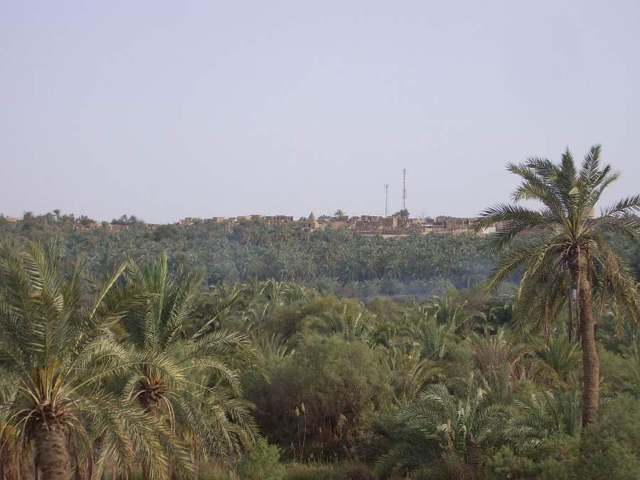 A village glimpsed through the palm groves of Bahariya Oasis